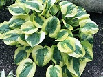 Hosta Summer Lovin