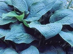 Hosta True Blue