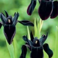 Iris chrysographes Black Form