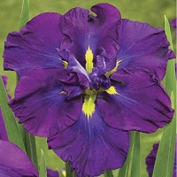 Iris ensata Blueberry Pie
