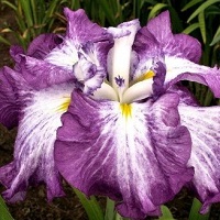 Iris Dinner Plate Harlequinesque