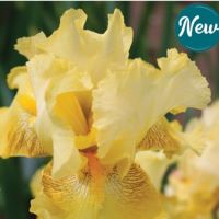 Iris germanica Again & Again