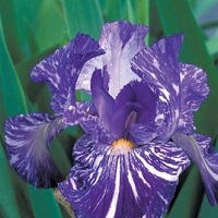 Iris Bearded Batik