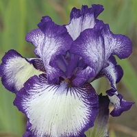 Iris germanica Bountiful Harvest