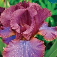 Iris germanica Cantina