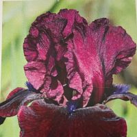 Iris germanica Neptune's Wine