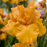 Iris Bearded Savannah Sunset