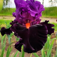 Iris Bearded Sharp Dressed Man