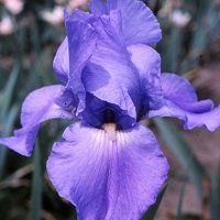 Iris Bearded Sugar Blues