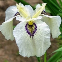 Iris pseudata Cat's Eye