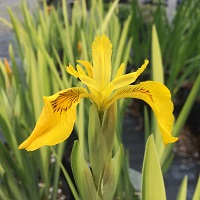 Iris pseudoacorus variegata