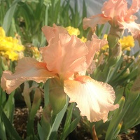 Iris pumila Orange