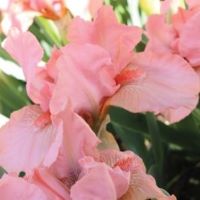 Iris pumila Pink
