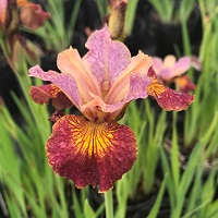 Iris sibirica Papikash