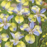 Iris sib Tipped in Blue