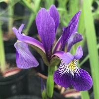 Iris versicolor Gerald Darby