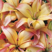 Asiatic Lily Delicate Joy