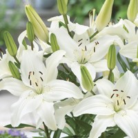 Asiatic Lily Gwen