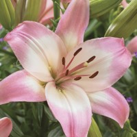 Asiatic Lily Levi