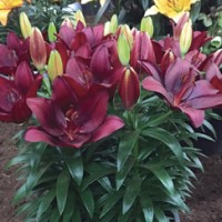 Asiatic Lily Tiny Comfort