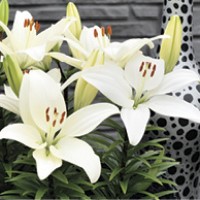 Asiatic Lily Tiny Crystal