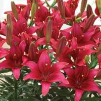 Asiatic Lily Tiny Ghost