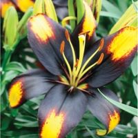 Asiatic Lily Tiny Massive