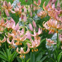 Lilium martagon Fairy Morning