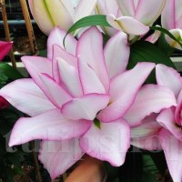 Oriental Lily Roselily Anouska
