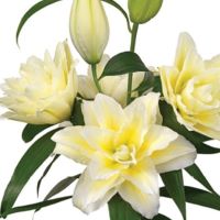 Oriental Lily Roselily Ludwina