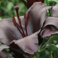 Trumpet x Tree Lily Blackship