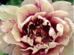 Paeonia itoh All That Jazz