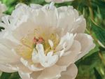Paeonia itoh Love Affair