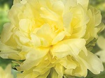 Peony classic Gold Mine