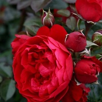 Rose Climber Florentina Arborose