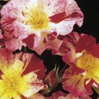 Rose Climber Fourth of July