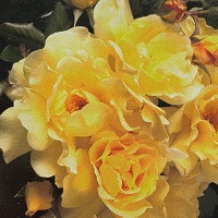 Rose Climber Lemon Meringue