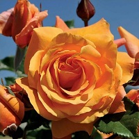 Rose Climber Tangerine Skies