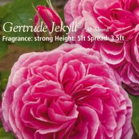 Rose Austin Gertrude Jekyll