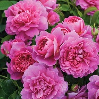 Rose Austin Princess Anne