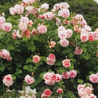 Rose Austin Strawberry Hill