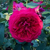 Rose Austin Tess of the
D'Ubervilles