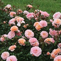 Rose Drift Apricot