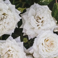 Rose Drift� White