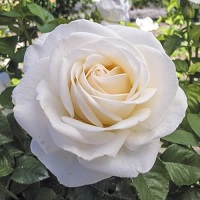 Rose Floribunda Easy Spirit