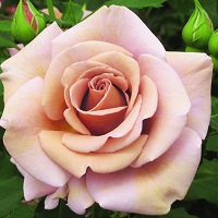 Rose Floribunda Koko Loco