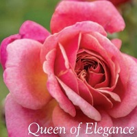 Rose Floribunda Queen of Elegance