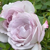 Rose Floribunda Silver Lining