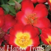 Rose Groundcover Playful Happy
Trails