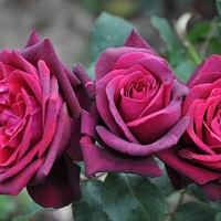 Rose Grandiflora Dark Desire